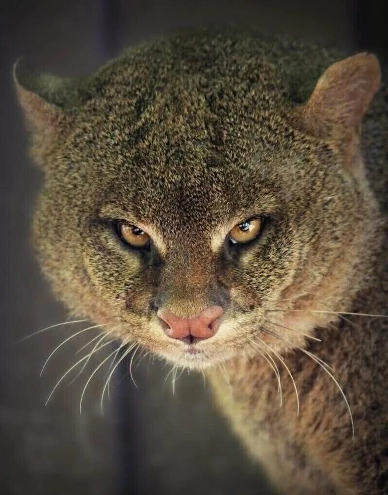 Самое маленькое хищное млекопитающее. Пума ягуарунди. Ягуарунди кошка. Дикая кошка ягуарунди. Ягуарунди котенок.