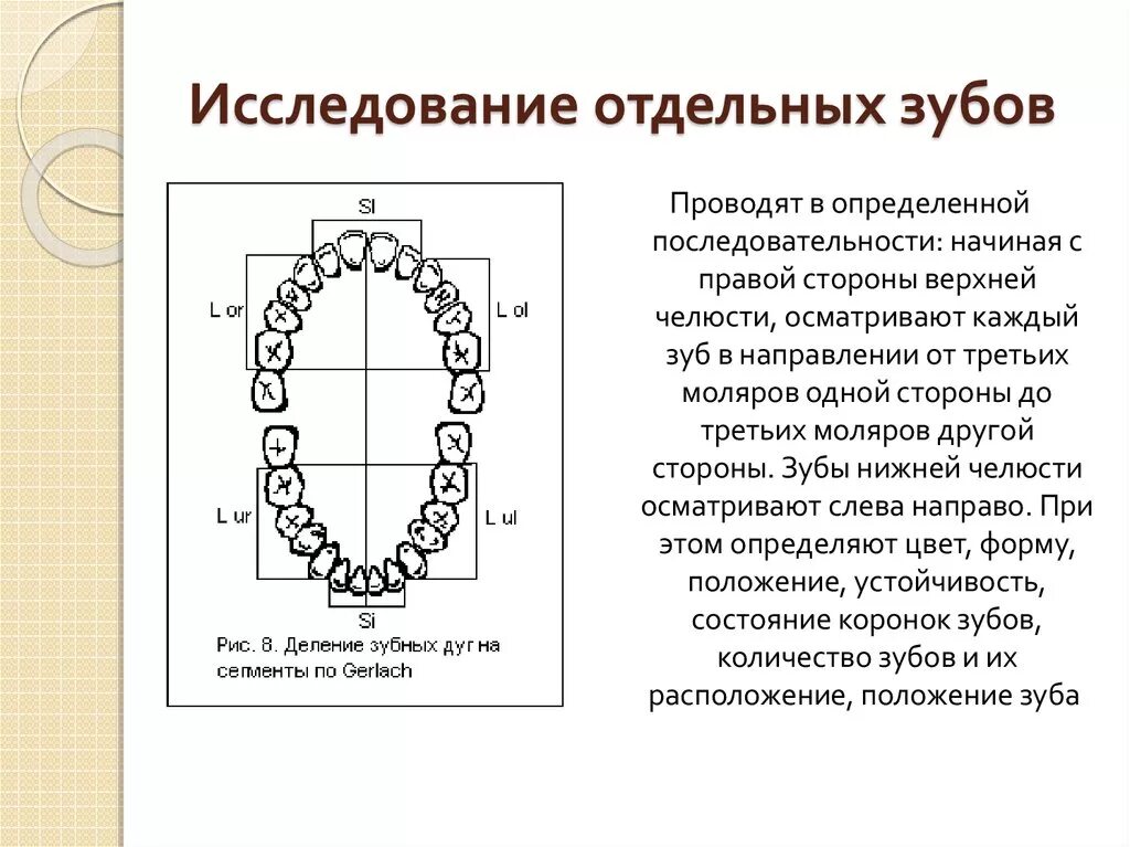 Передние и задние зубы какие. Сегменты зубов. Сегменты зубного ряда. Последовательность осмотра зубов. Сегменты зубов в стоматологии.