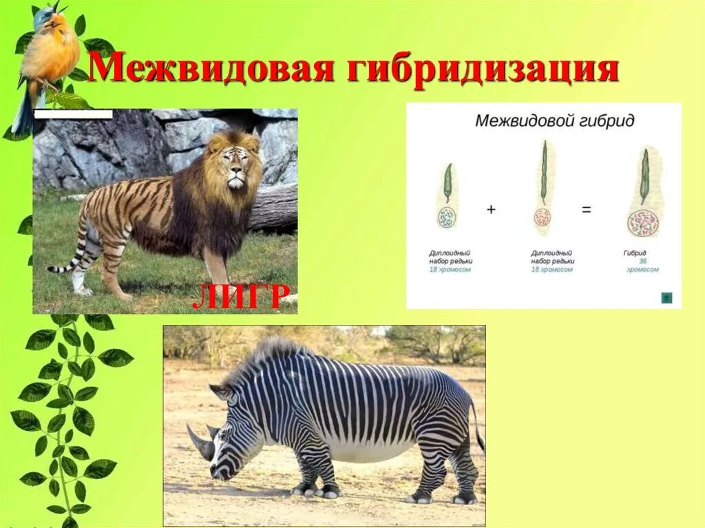 5 межвидовых гибридов. Межвидовые гибриды биология. Межвидовая гибридизация. Межвидовые гибриды животных. Межвидовая гибридизация в селекции.