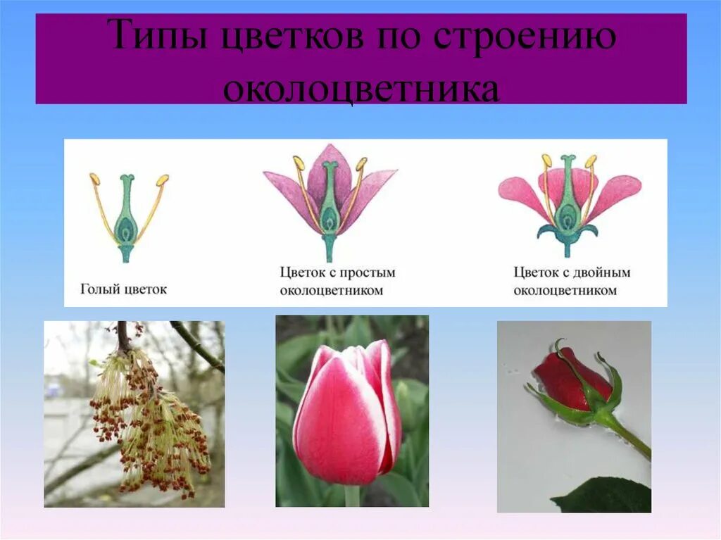 Строение цветка околоцветник. Типы околоцветника цветка. Тип околоцветника у тюльпана. Типы цветков по строению околоцветника.