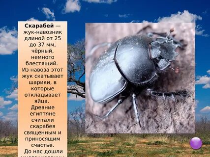 Навозные жуки катают шарики