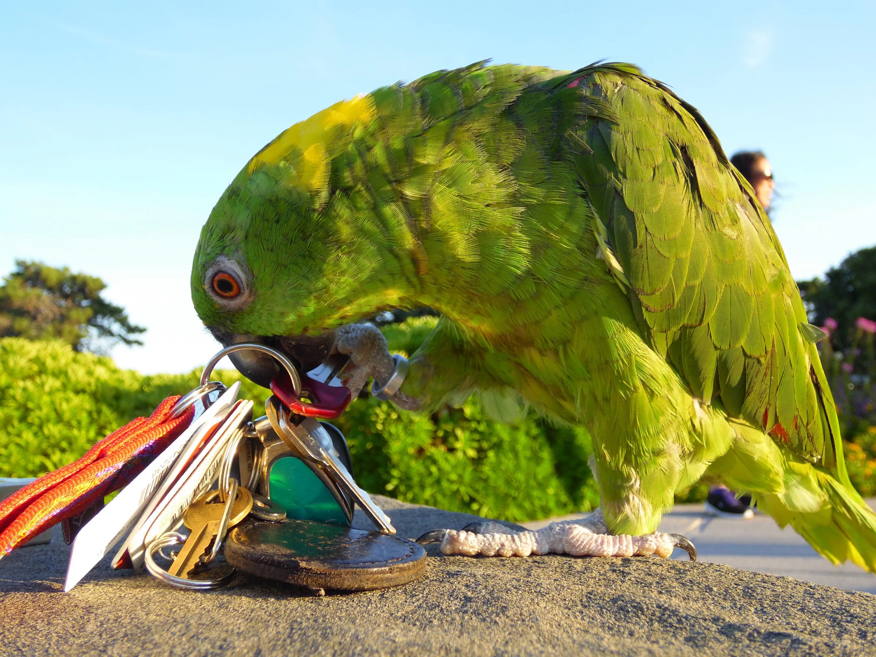Амазон попугай. Зеленый амазонский попугай. Белоголовый Амазон. Попугаи амазоны в дикой природе. Curl parrot