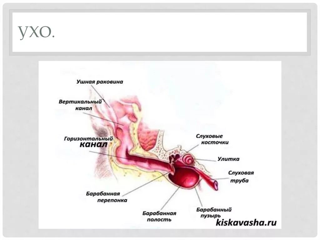 Ухо собаки строение анатомия. Строение наружного кошачьего уха. Строение ушной раковины собаки схема. Внутреннее строение уха собаки анатомия. Внутреннее ухо собаки