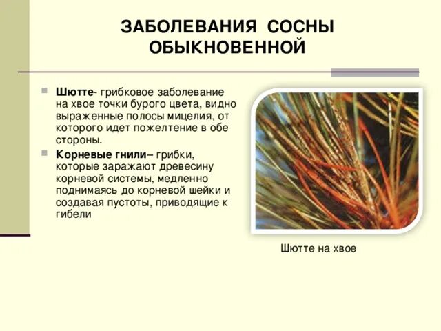 Заболевания хвойных деревьев Причины, методы лечения Врач деревьев