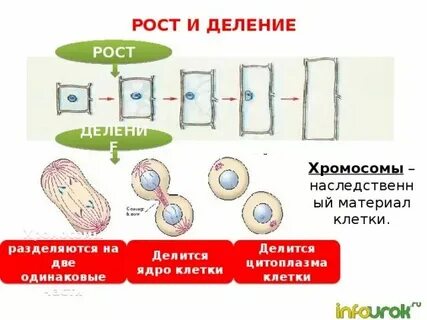 Рост клетки какая ткань