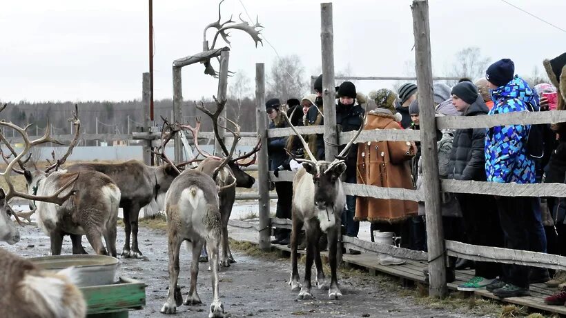 Северный олень ферма анциферово. Оленья ферма в Анциферово. Ферма Северный олень Анциферово. Оленья ферма в Орехово-Зуево. Ферма оленей в Анциферово.