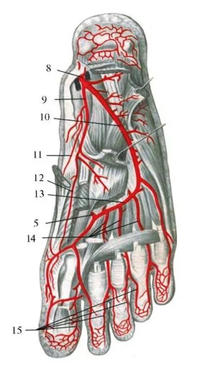 Тыльная артерия стопы анатомия. Кровоснабжение стопы анатомия. Латеральная подошвенная артерия. Медиальная подошвенная артерия. Основные артерии стопы