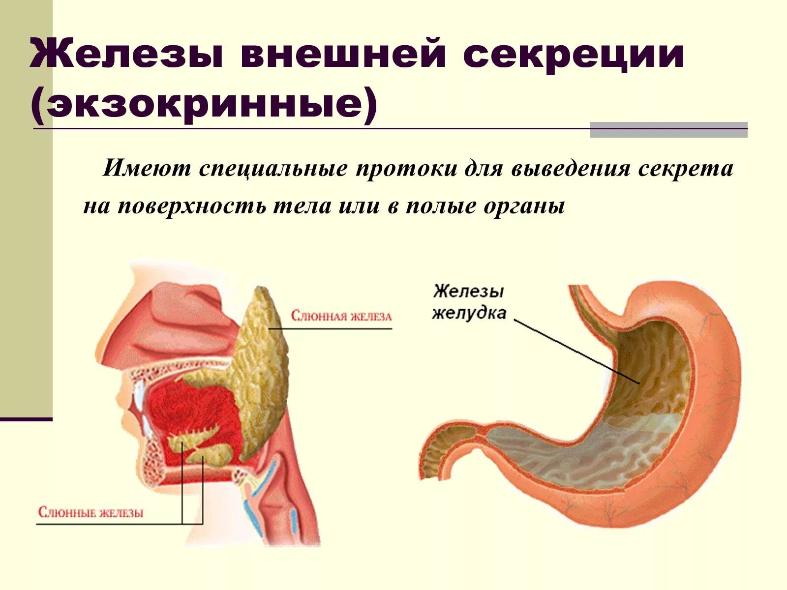 Типы желез внешней секреции. Железы внутренней секреции экзокринных. Экзокринные железы это железы внешней секреции. Схема железы внешней секреции.