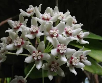 Australis