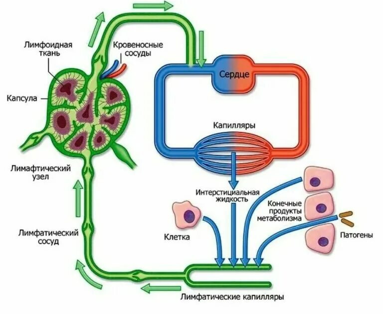 Схема лимфоидной системы человека. Схема строения лимфатической системы. Принцип работы лимфатической системы. Схема циркуляции лимфы. Жидкость в лимфоузле