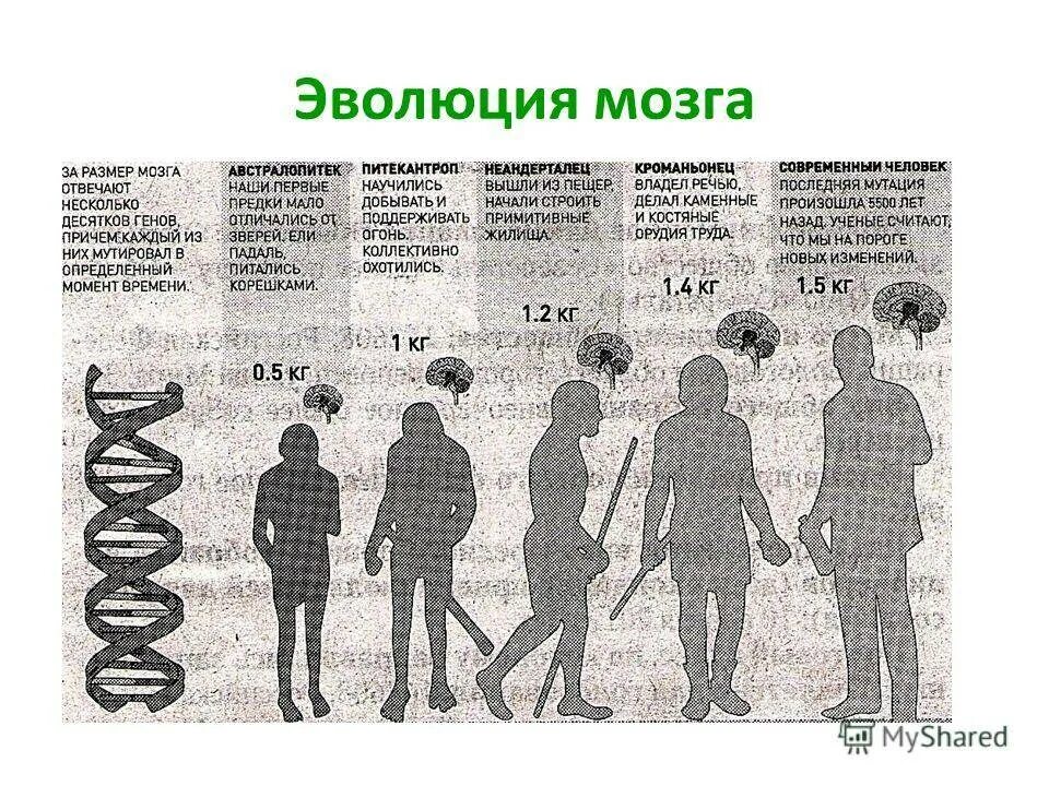 Этапы развития мозга. Изменение мозга в процессе эволюции. Эволюция. Развитие головного мозга.