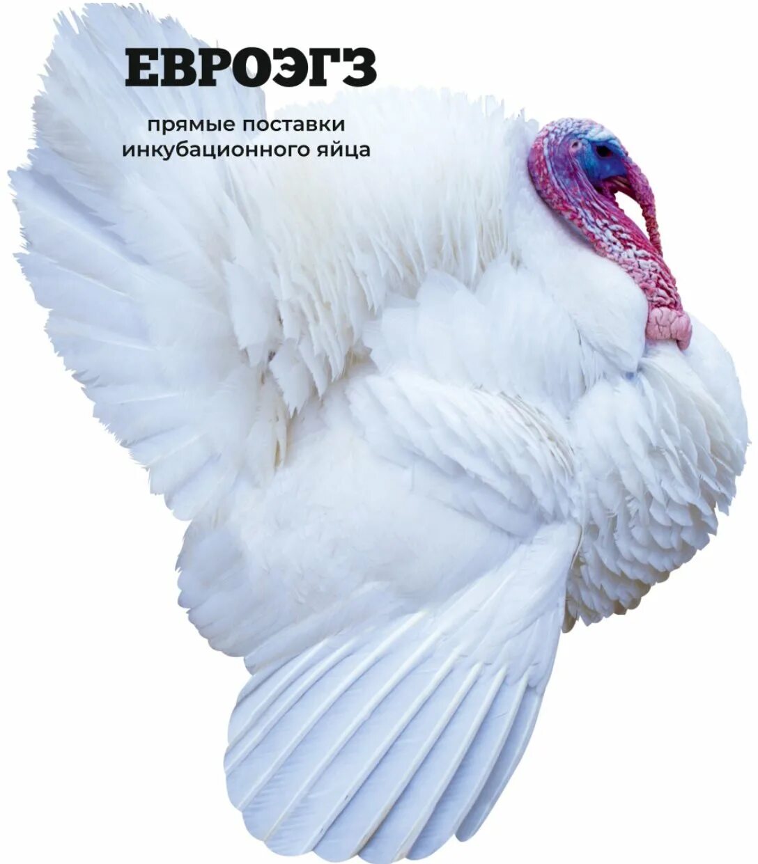 индюки грейд кросс. хайбрид грейд мейкер яйцо инкубационное. индюки грейд кросс. индюшата грейд мейкер. хайбрид грейд.