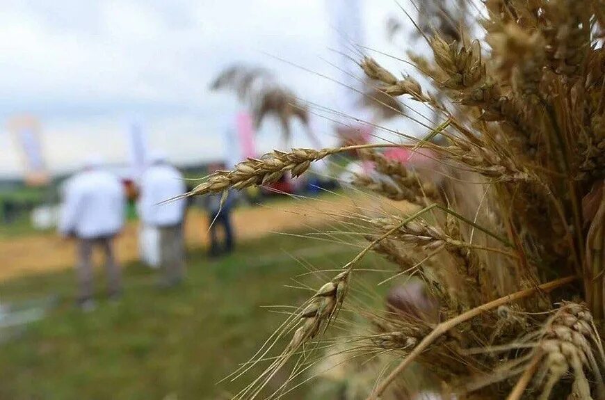 Поддержка сельского хозяйства. Агростартап. Гранты сельское хозяйство. Поддержка сельхозпроизводителей. Гранты фермерам.