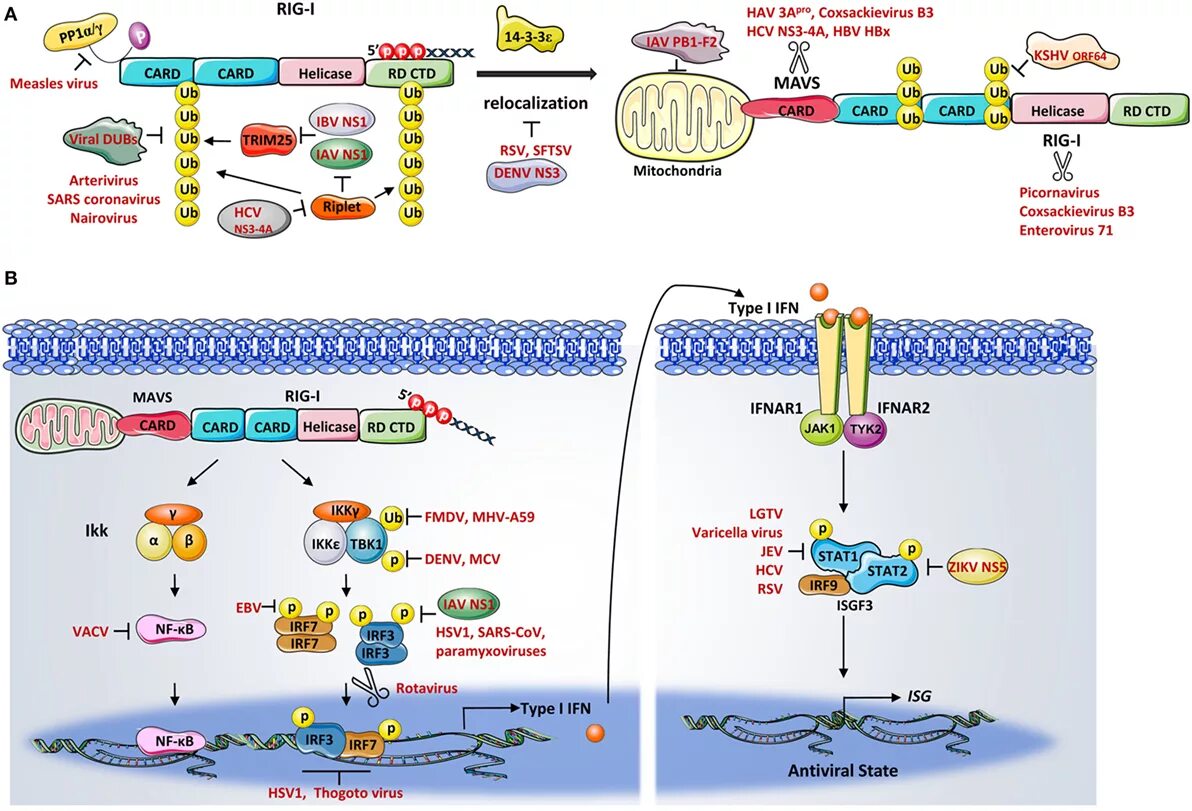 Arteriviridae. Retinoic acid-inducible Gene i. Rig 1 RNA viruses. Две волны коронавируса