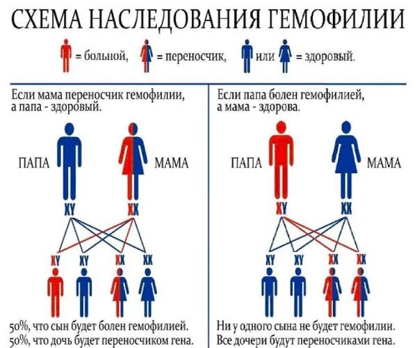 Общество больных гемофилией. Статистика гемофилии в России. Профилактика гемофилии памятка. Известно что ген гемофилии