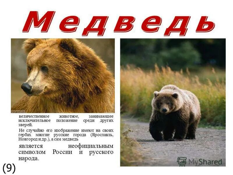 Медведь является животным. Зверь символ россии. Гризли североамериканский бурый медведь. Медведь символ россии презентация. Медведь является символом.