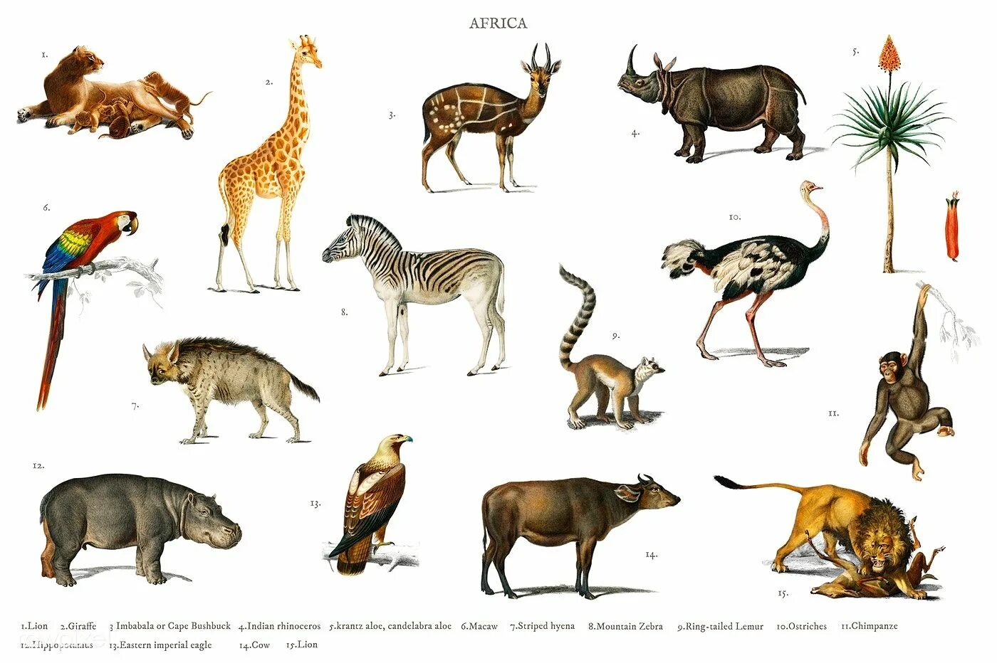 Животные виды. Types of животных. Different Types of animals. Мегатермические животные виды.