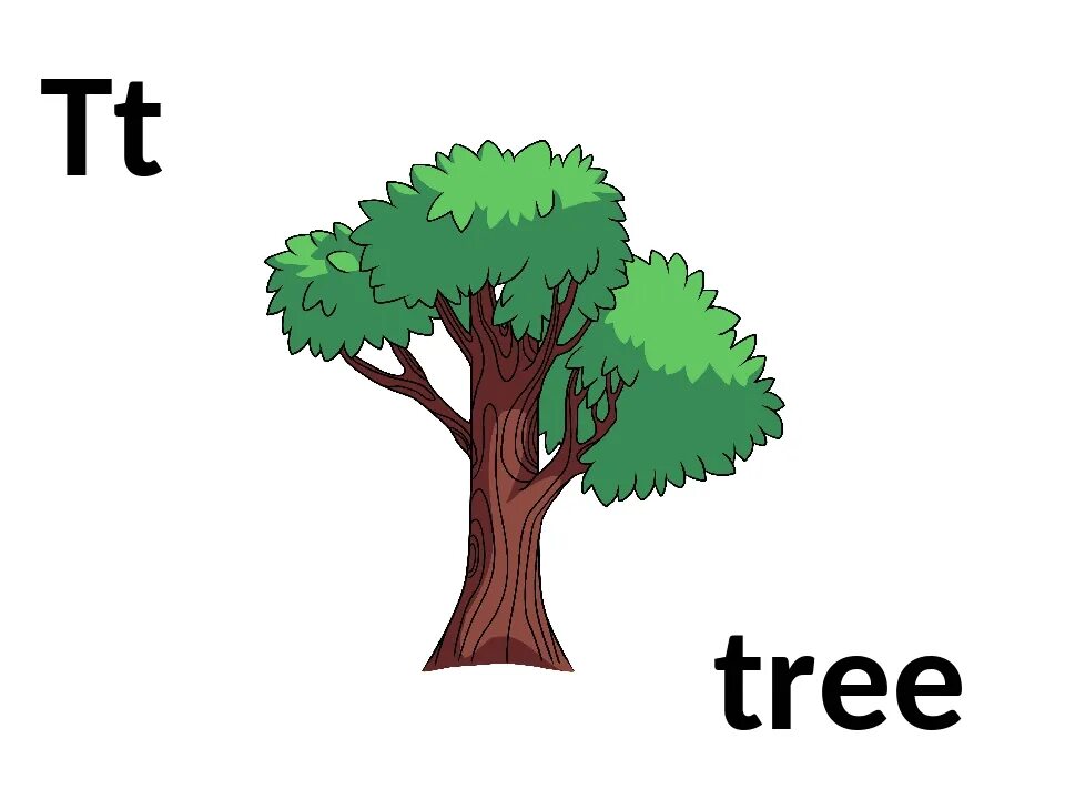 Tree words. Деревья на английском. Карточки деревья на английском. Tree карточка для детей. Английский алфавит дерево.
