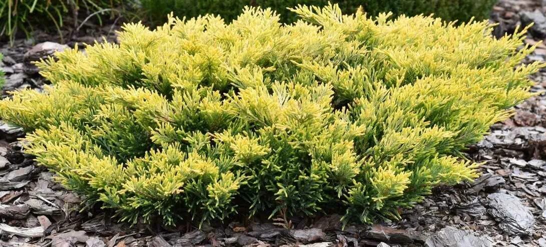 Можжевельник горизонтальный Лайм Глоу (Juniperus horizontalis Lime Glow) купить 