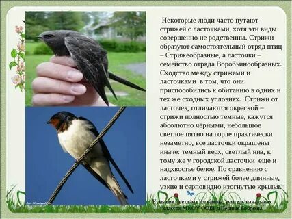 Различие ласточек и стрижей атлас определитель