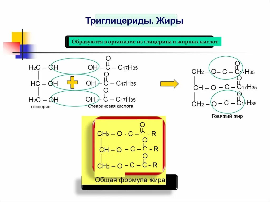 Общее название жиров. Общая формула жиров триглицеридов. Общая структурная формула жиров. Растительные жиры общая формула. Триглицериды жирных кислот формула.