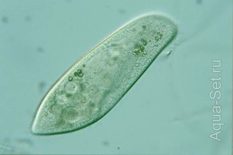 Brugler_UnseenOceans_Plankton