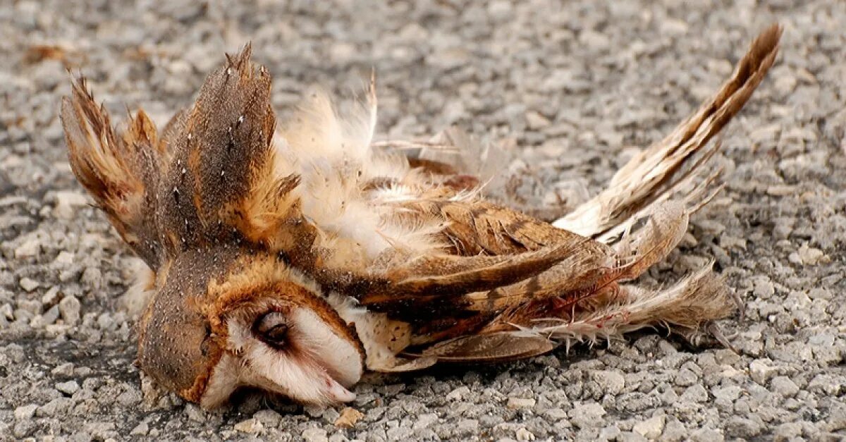 Birds killing