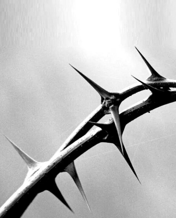 Thorn s. Wundscup thorns. Колючки и шипы. October thorns. Thorns 2001.