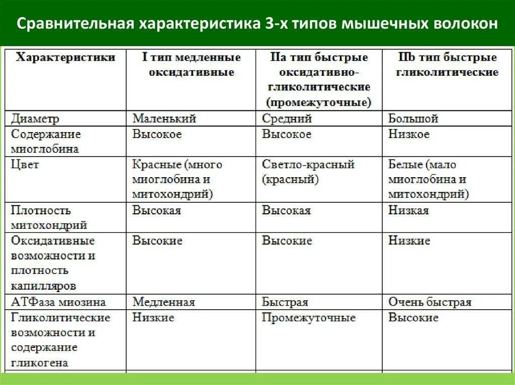 Характеристика типов мышц. Сравнительная таблица мышечной ткани. мышечные волокна таблица. «сравнительная характеристика типов мышечных волокон». сравнительная характеристика типов мышечных волокон таблица.