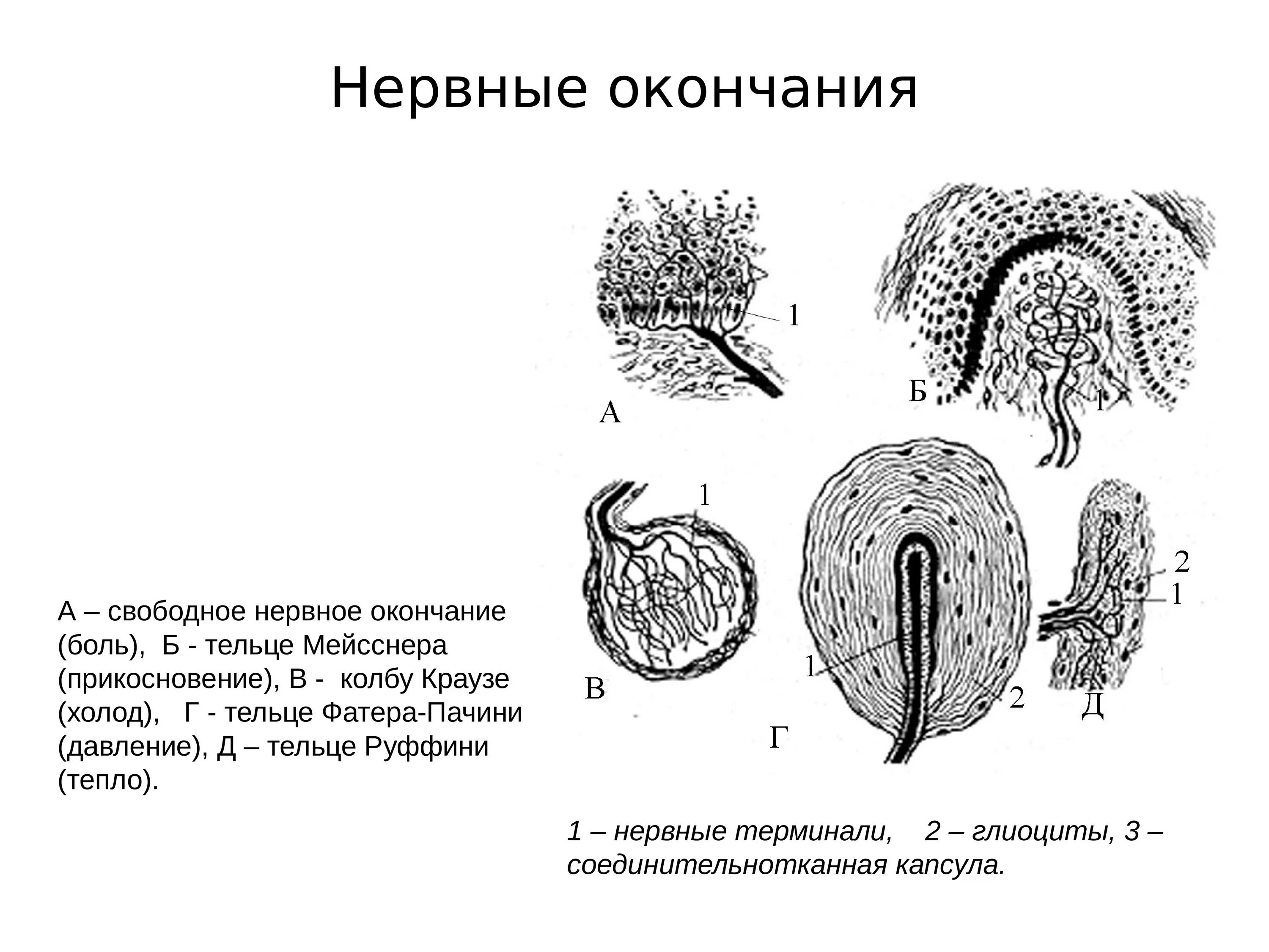 Классификация чувствительных нервных окончаний. Рецепторные нервные окончания функции. Классификация нервных окончаний гистология. Строение чувствительных нервных окончаний.