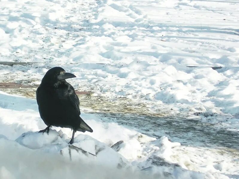 вороны на асфальте. наблюдение за воронами летающими. вороны гуляют. ворона гуляет. гуляет с вороном.