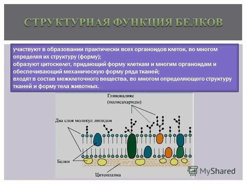 накопление в клетках продуктов жизнедеятельности. защищает и придает форму клетки. защищает и придает форму клетки. органоиды бактериальной клетки таблица. является наружном скелетом клетки.