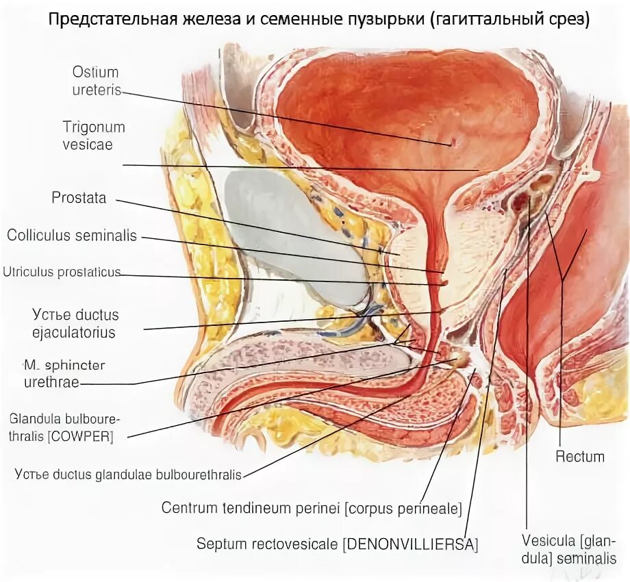 Строение предстательной железы у мужчин анатомия. Перешеек предстательной железы анатомия. Мочевой пузырь предстательная железа анатомия. Анатомия простаты и семенных пузырьков. Маточка у мужчин