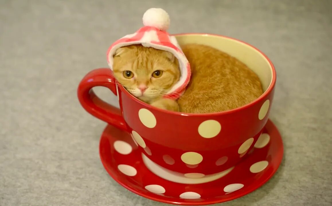 Кружка кошка. Чайный стакан фарфор манеки. Молочный котенок. Котики в кружках. Cup cat видео.