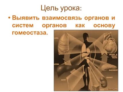 Взаимосвязь органов в организме человека