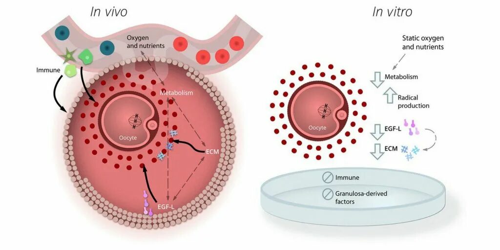 Оплодотворение in vivo. Дозревание ооцитов in vitro. In vivo и in vitro что это такое. Метод in vivo in vitro. Исследования in vivo