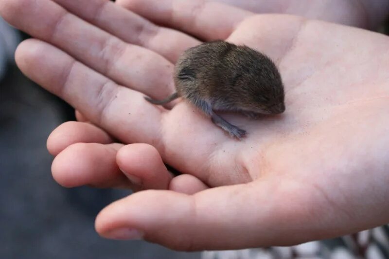 мышь землеройка белозубка. землеройка бурозубка. этрусская бурозубка. землеройка бурозубка. землеройка бурозубка.
