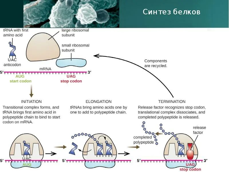 Синтез белка у бактерий. Синтез белков у бактерий. Схема синтеза белка в бактерии. Синтез белка у микроорганизмов. Синтез белка в бактериальной клетке