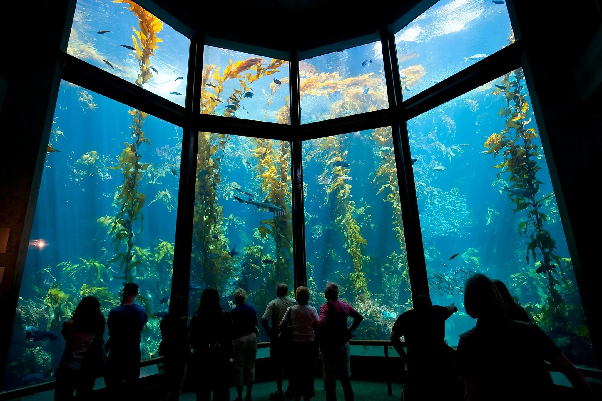 Аквариум значение. Аквариум monterey bay. аквариум в бергене норвегия. monterey bay aquarium фонд. аквариум внутри.