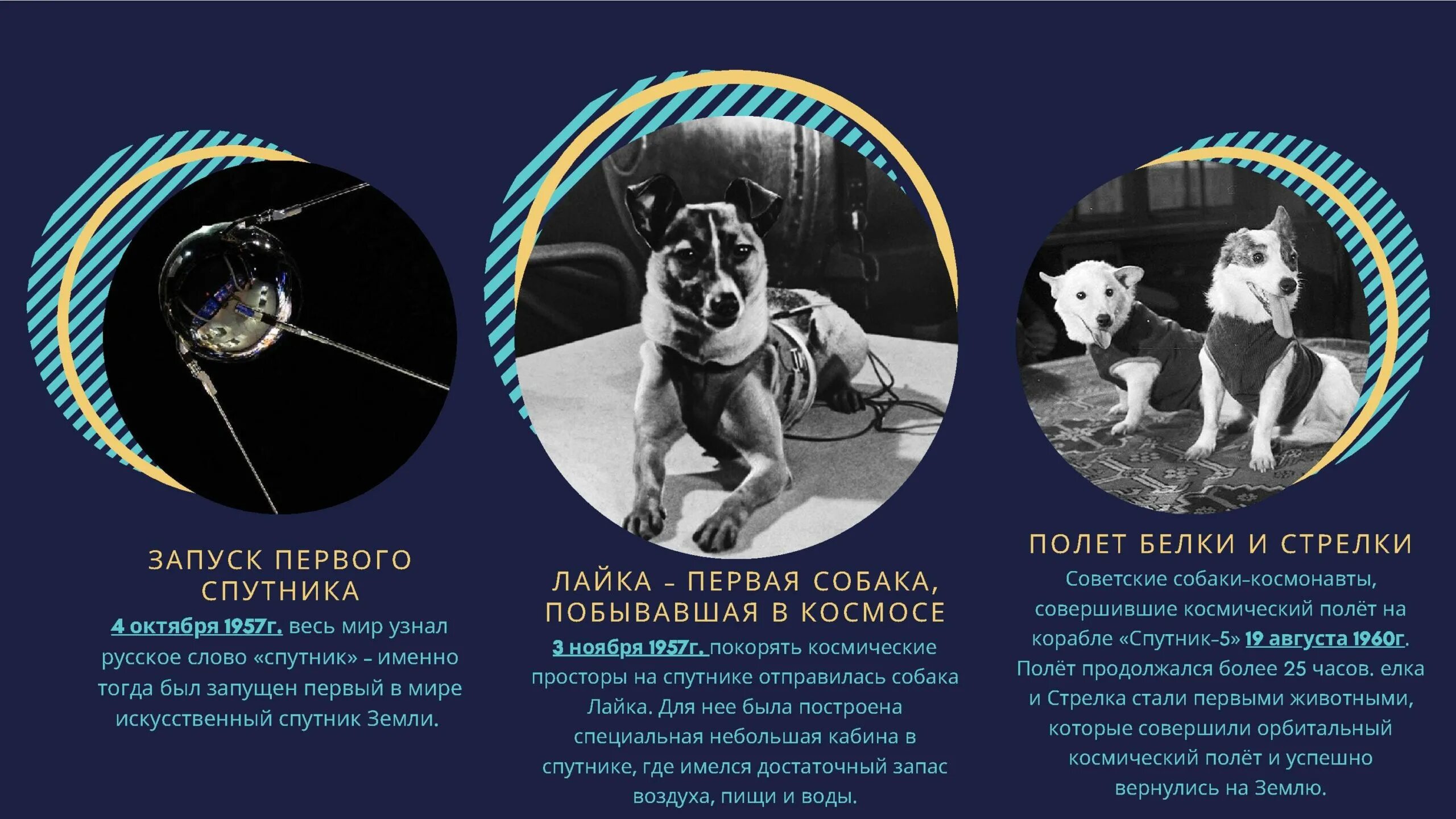 Имена собак летавших в космос. Белка и стрелка полет в космос. первый полет в космос собаки. первый полет в космос белки и стрелки. собаки космонавты лайка белка и стрелка.
