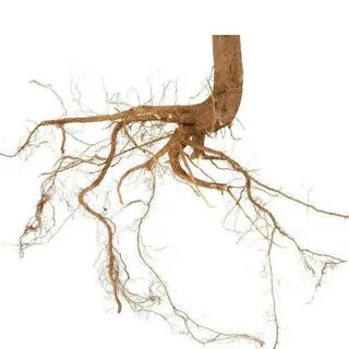 Корни без сахара