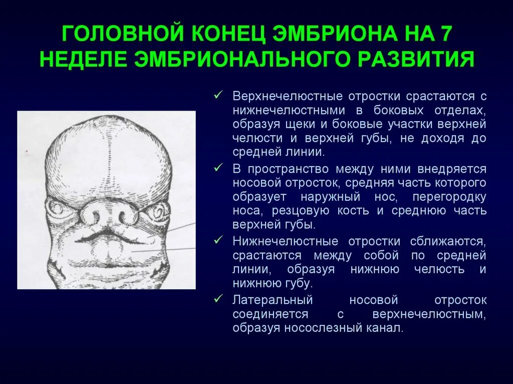 Головной конец тела. Классификация врожденных расщелин губы и неба. Классификация расщелин верхней губы и неба. Классификация врожденных расщелин верхней губы и неба. Врожденная расщелина губы и неба.