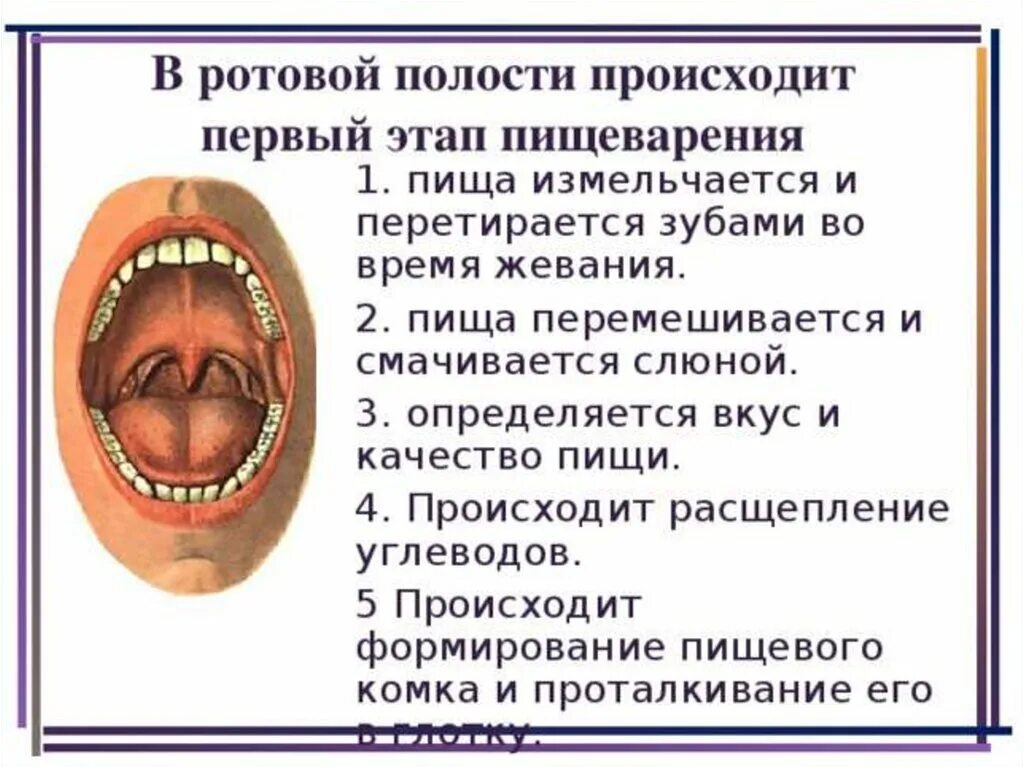 Обработка пищи слюной происходит в. Пищеварение в ротовой полости. Пищеварение в ротовой полости кратко. Пищеварение пища ротовая полость. Процесс пищеварения в полости рта.