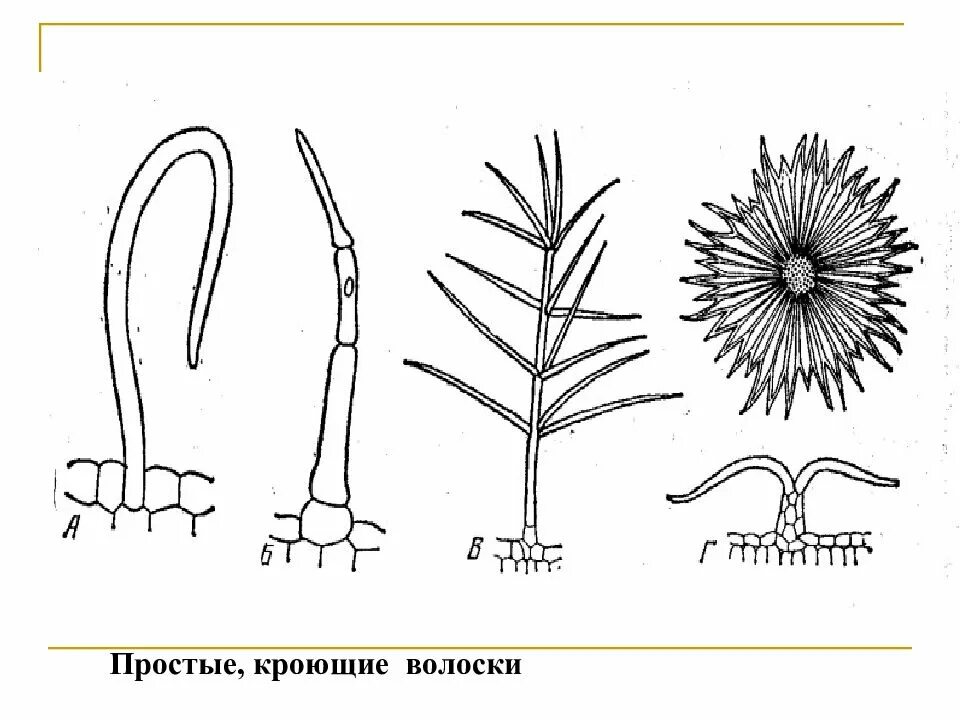 Звездчатые трихомы. Классификация трихом. Строение эмергенцев крапивы двудомной. Трихомы эпидермы. Трихомы эпидермы.