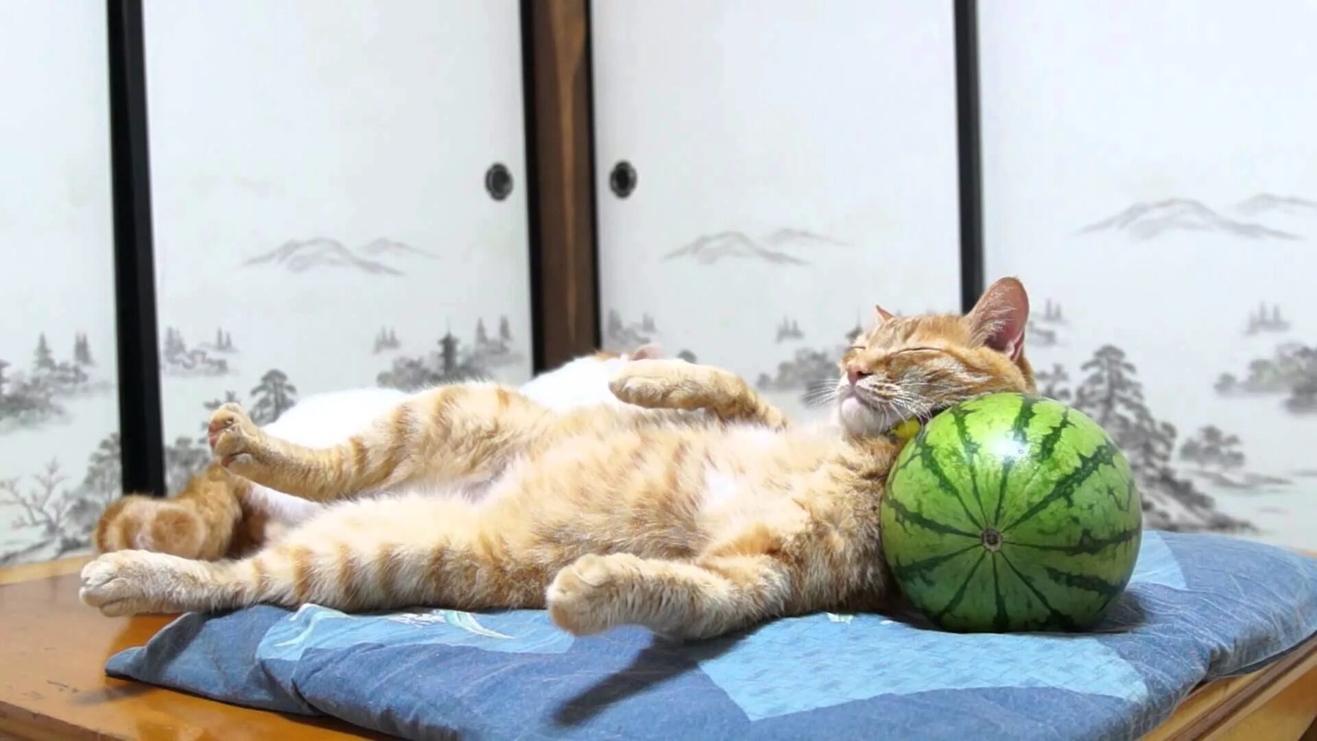 Кот отдыхает. Кот лежит на арбузе. Кот балдеет. Коты и арбузы. Расслабленная кошка