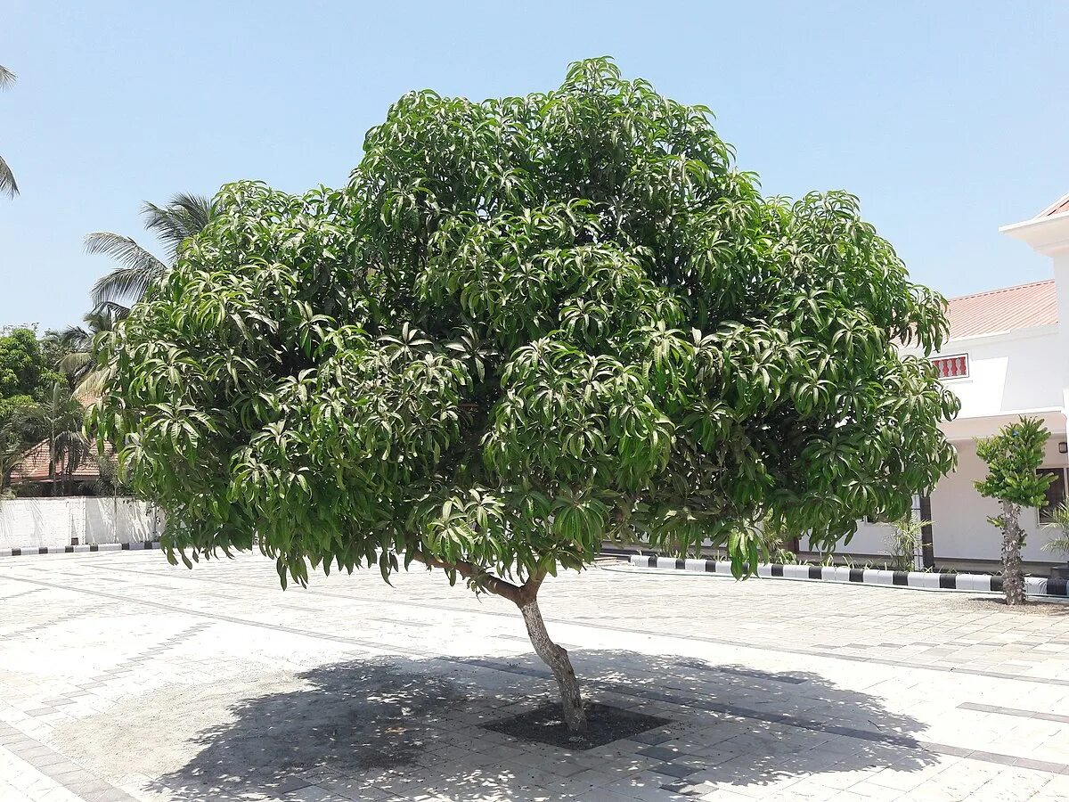 Цветущее дерево манго. Mangifera Indica дерево. Мыльное дерево манго. Сапиндус мыльное дерево. Бхархут манговое дерево.