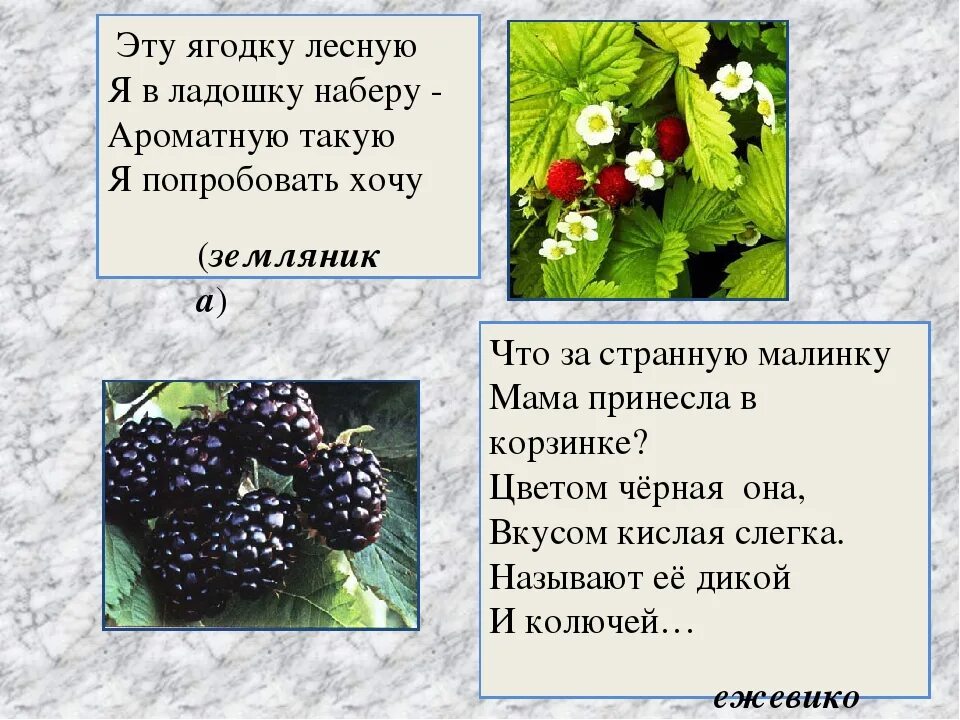 Стих про ежевику. Загадка про ежевику. Загадки про ягоды. Загадки про Лесные ягоды. Потом ягодка начнет увеличиваться багроветь затем синеть