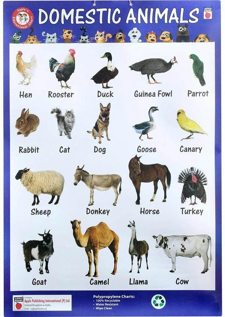Wild animals and domestic animals. Урок по теме животные английский язык. Domestic перевод на русский. Домашние животные. Домашние животные на английском для детей.