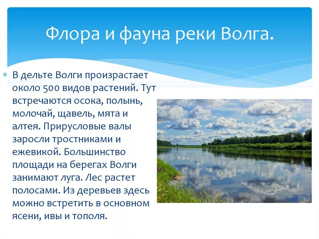 Почему река называется волга. Растения и животные волги. флора и фауна реки волга. растения реки волги. флора и фауна реки амур.