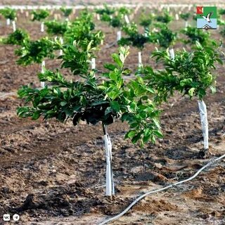 Как получить саженец